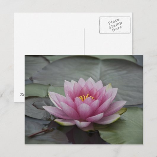 Roze Water Lily Briefkaart (Voorkant / Achterkant)