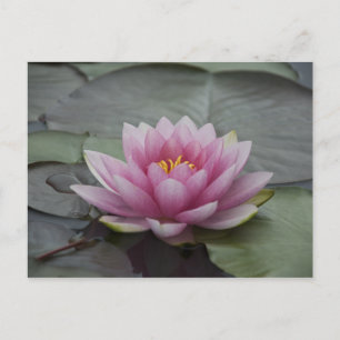 Roze Water Lily Briefkaart
