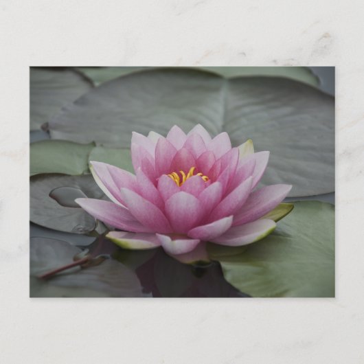 Roze Water Lily Briefkaart (Voorkant)