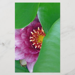 Roze Water Lily Briefpapier