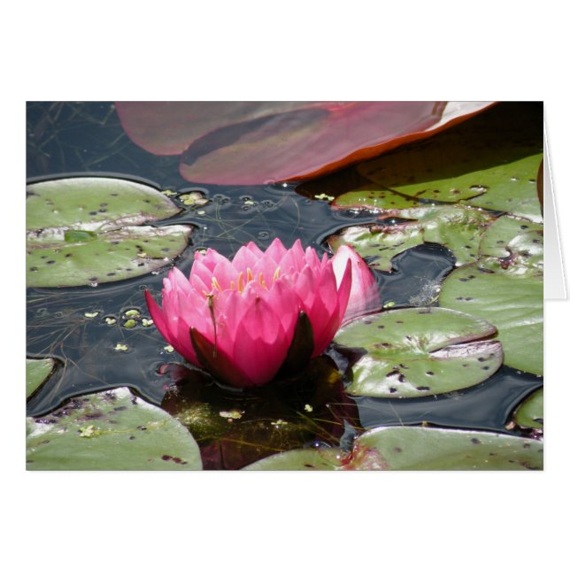 Roze Water Lily kaart (Voorkant Horizontaal)