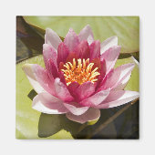 Roze Water Lily Magneet (Voorkant)
