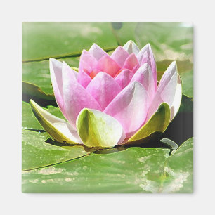 Roze water Lily Magnet - Square