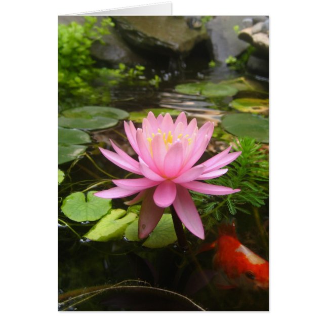 Roze water Lily met vis (Voorkant)
