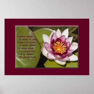 Roze Water Lily Poster