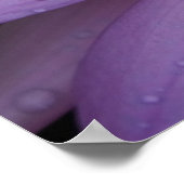 Roze Water Lily Poster (Hoek)