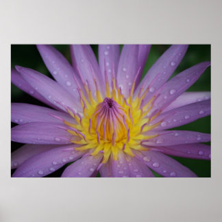Roze Water Lily Poster