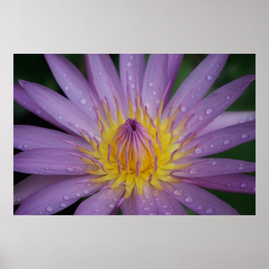 Roze Water Lily Poster (Voorkant)