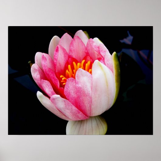 Roze Water Lily Poster (Voorkant)