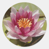 Roze Water Lily Ronde Sticker (Voorkant)