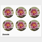 Roze Water Lily Ronde Sticker (Vel)