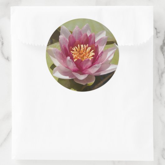 Roze Water Lily Ronde Sticker (Tas)