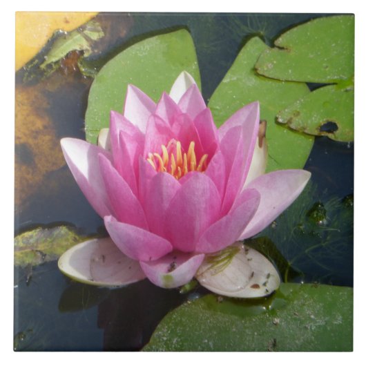 Roze water Lily sluit keramische tegels af Tegeltje (Voorkant)