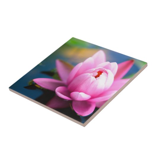 Roze Water Lily Tegeltje (Zijkant)