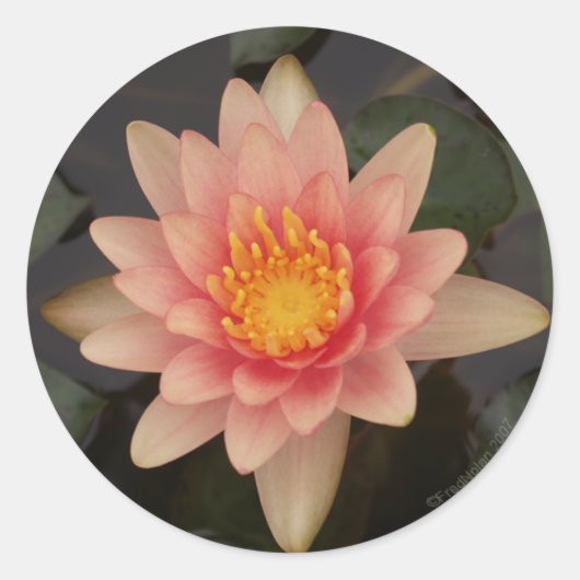 Roze Water Lily v1 Sticker (Voorkant)