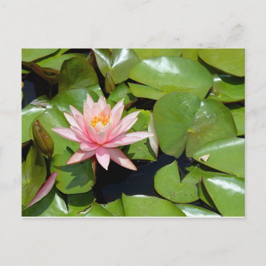 Roze Waterlelie Ansichtkaart Briefkaart (Voorkant)