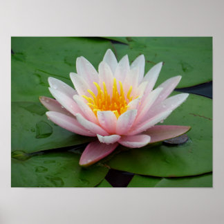 Roze Waterlelie Bloemen Foto Afdruk Poster