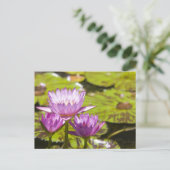 roze waterlelie briefkaart (Staand voorkant)