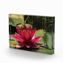 Roze waterlelie fotoblokken