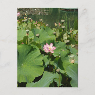 Roze Waterlelie Lotus Bloem In Een Vijver In De Zo Briefkaart