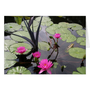 Roze waterlelies