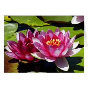 Roze waterlelies denken aan uw Wenskaart
