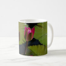 Roze Waterlelies