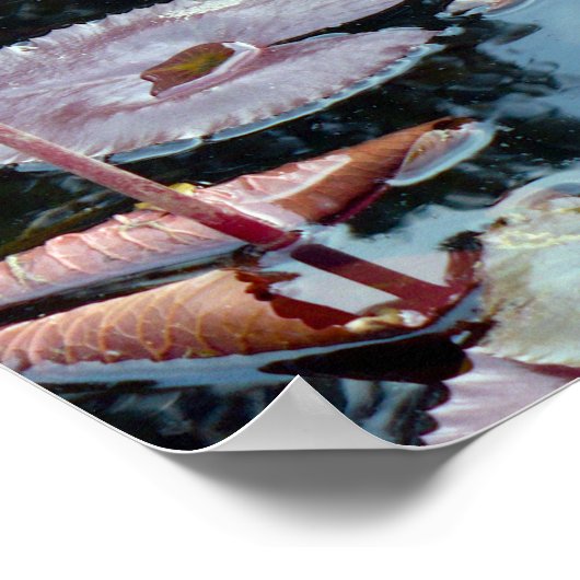 Roze waterlilies in een Pond Poster (Hoek)