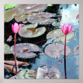 Roze waterlilies in een Pond Poster (Voorkant)