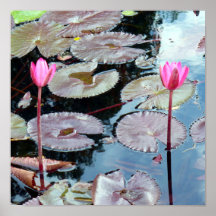 Roze waterlilies in een Pond