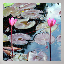 Roze waterlilies in een Pond Poster