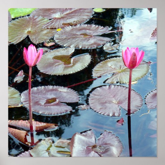 Roze waterlilies in een Pond Poster (Voorkant)