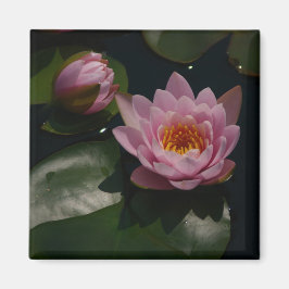 Roze Waterlilies Magnet