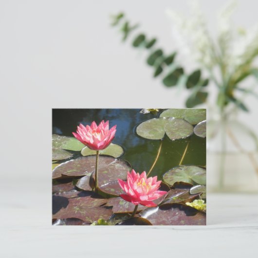 Roze waterlily briefkaart (Staand voorkant)