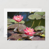 Roze waterlily briefkaart (Voorkant / Achterkant)