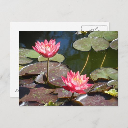 Roze waterlily briefkaart (Voorkant / Achterkant)