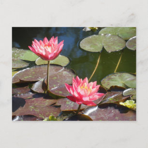 Roze waterlily briefkaart