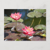Roze waterlily briefkaart (Voorkant)