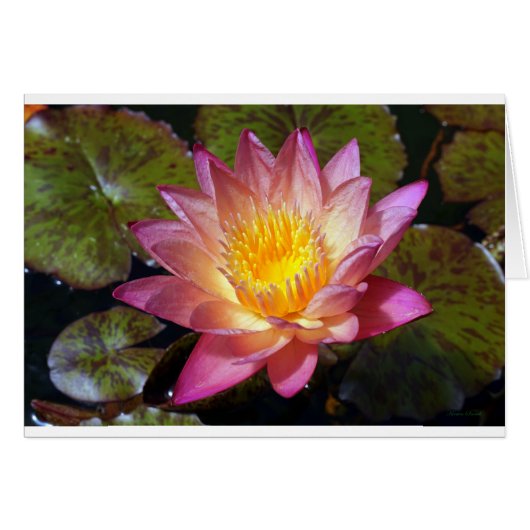 Roze waterLily Fotograaf Wenskaart (Voorkant Horizontaal)