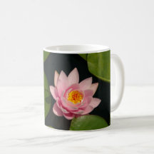 Roze waterlily