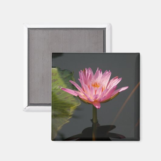 Roze waterlily Lotus magnet (Voorkant / Achterkant)