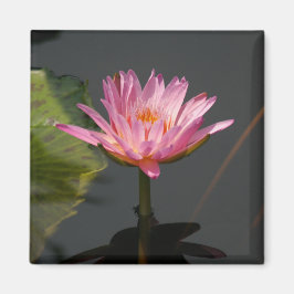 Roze waterlily Lotus magnet