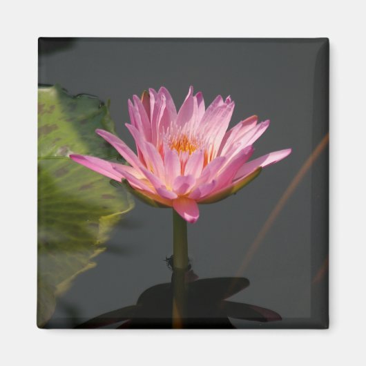 Roze waterlily Lotus magnet (Voorkant)