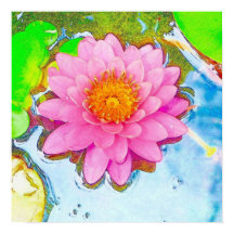 Roze waterlily