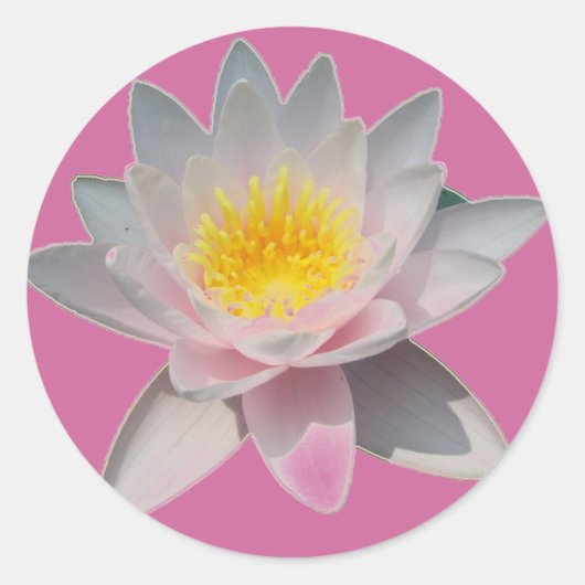 Roze waterlivestikkers ronde sticker (Voorkant)