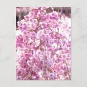 Roze weeping Willow Tree Briefkaart (Voorkant)