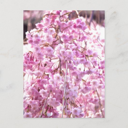 Roze weeping Willow Tree Briefkaart (Voorkant)