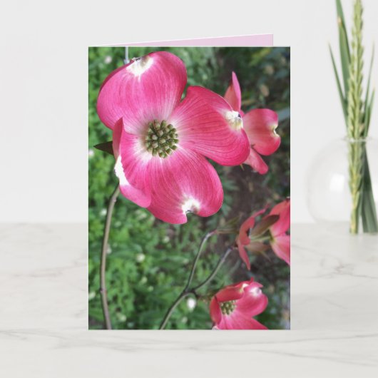 Roze Wenskaart Dogwood Kaart (Voorkant)
