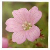 Roze Wild Geranium Tegeltje (Voorkant)