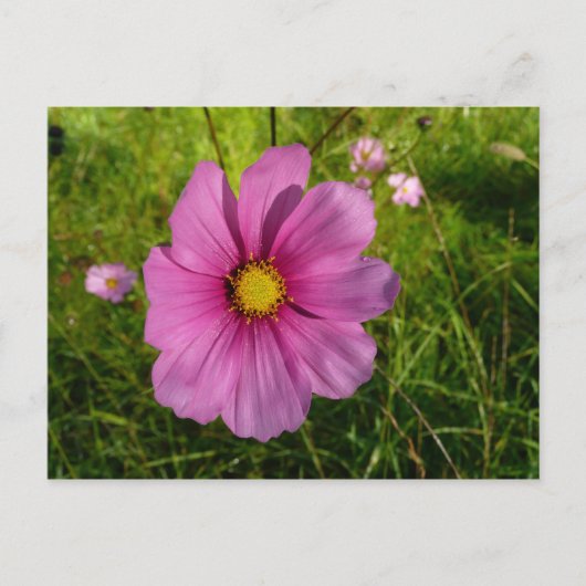 Roze Wildbloem Briefkaart (Voorkant)